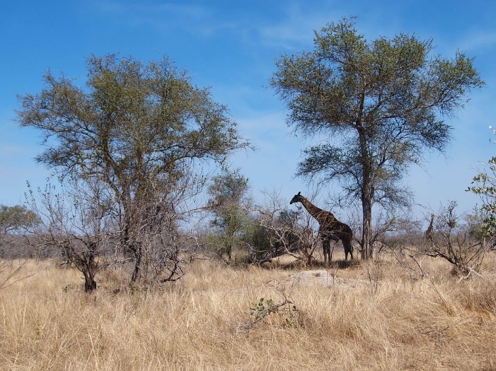 Experience Unmatched Elegance at Botswana’s Premier Luxury Safari Lodges