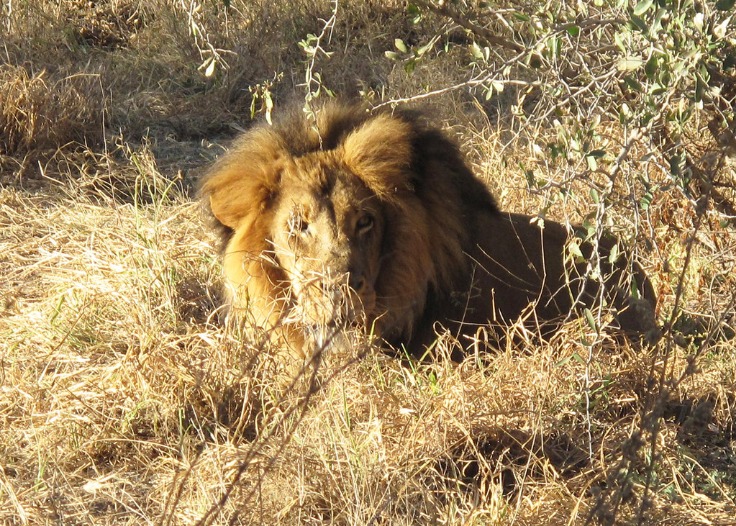 botswana_national_animal_(4).jpeg
