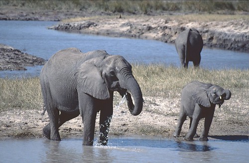 botswana_national_park_(28).jpg