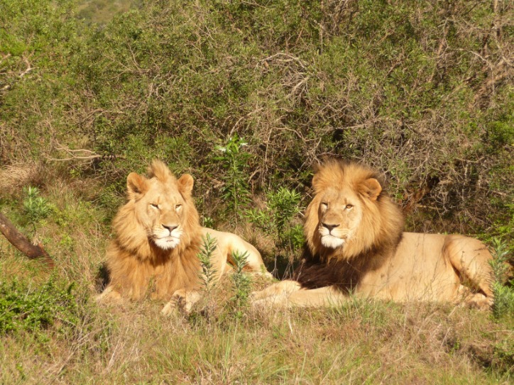 botswana_neighbor_(8).jpeg