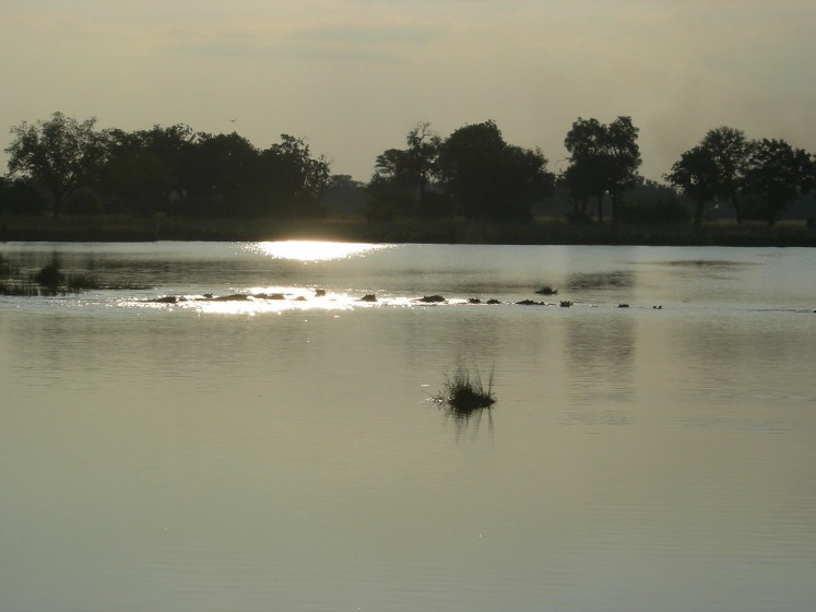 Discover the Majestic Beauty of Botswana’s Okavango Delta