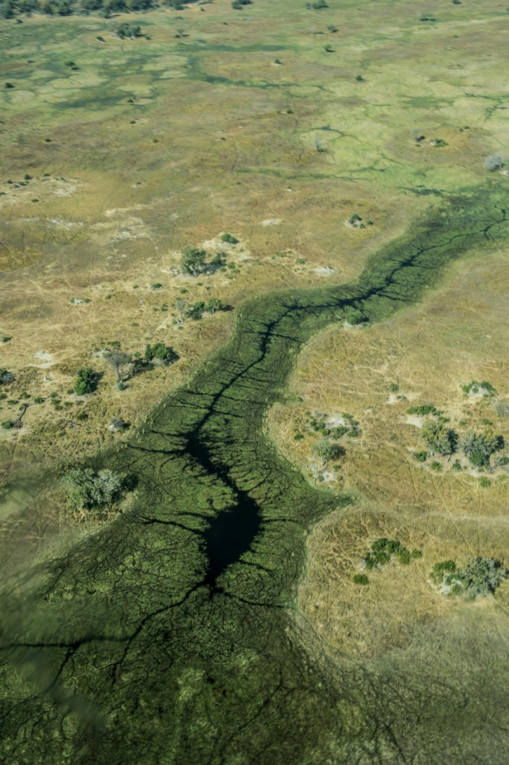 botswana_okavango_delta_(34).jpeg