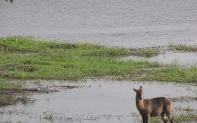How Much Does a Safari Cost in Botswana? A Complete Guide for Travelers