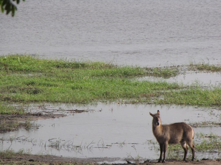 How Much Does a Safari Cost in Botswana? A Complete Guide for Travelers