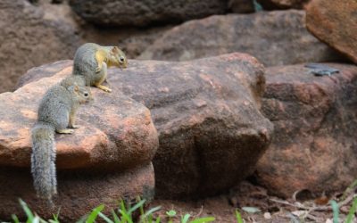 Experience Unmatched Luxury and Wildlife Adventure at a Premier Botswana Safari Lodge