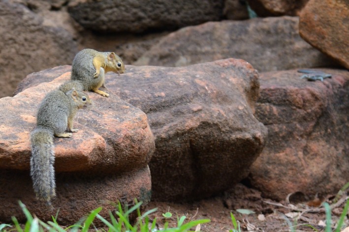 Experience Unmatched Luxury and Wildlife Adventure at a Premier Botswana Safari Lodge