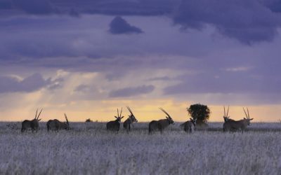 Discover Unmatched Elegance at Botswana’s Premier Luxury Safari Lodge