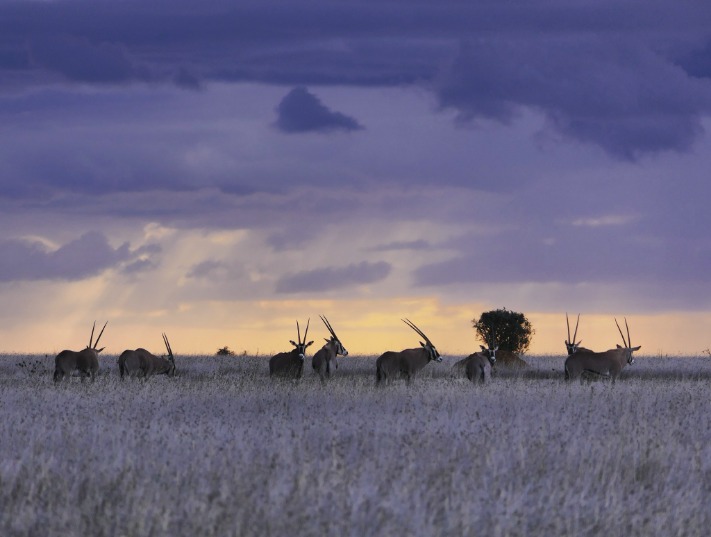 Discover Unmatched Elegance at Botswana’s Premier Luxury Safari Lodge