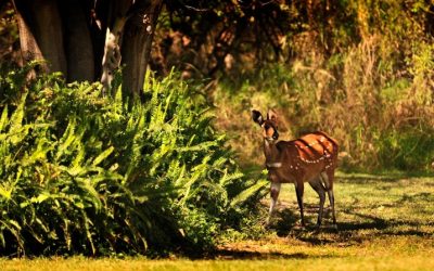 Experience the Ultimate Adventure: Safari Tours in Botswana’s Okavango Delta