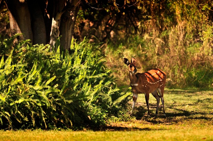 Experience the Ultimate Adventure: Safari Tours in Botswana’s Okavango Delta