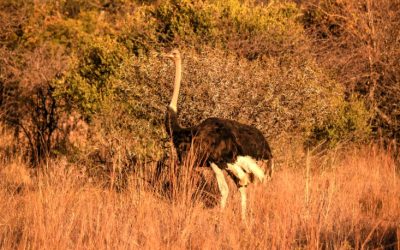 Experience the Ultimate Adventure with Our Botswana Safari Package