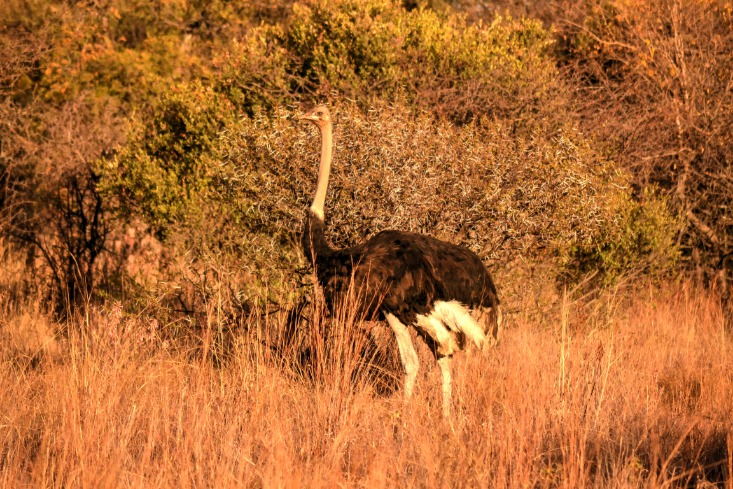botswana_safari_package_(18).jpeg