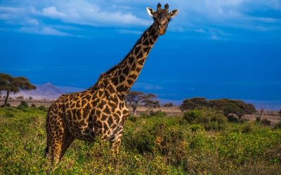 Experience the Ultimate Adventure with a Memorable Botswana Safari Tour