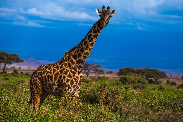 Experience the Ultimate Adventure with a Memorable Botswana Safari Tour
