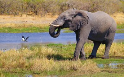 Experience the Wonders of Botswana with Unforgettable Safari Tours