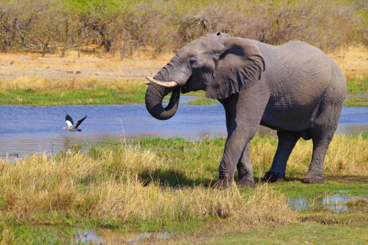 Experience the Wonders of Botswana with Unforgettable Safari Tours
