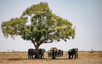 Exploring the Vastness: A Comprehensive Overview of Botswana’s Size and Geographic Scale