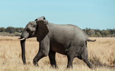 Explore Unforgettable Adventures with Exclusive Botswana Tourism Packages