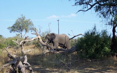 Essential Travel Advisory Tips for Safe and Enjoyable Visits to Botswana
