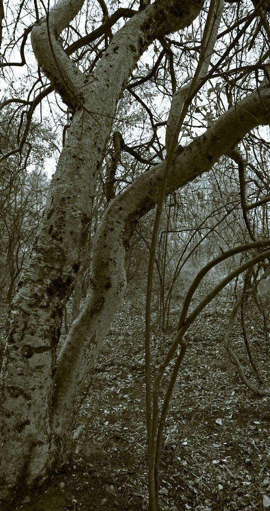 botswana_tsodilo_hills_(22).jpeg
