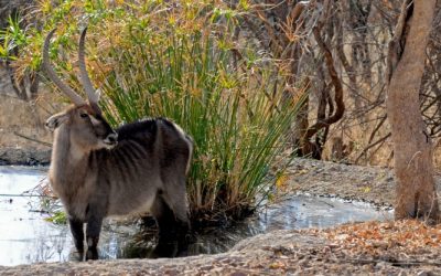 Comprehensive Guide to Botswana on Wikipedia: History, Culture, and Geography