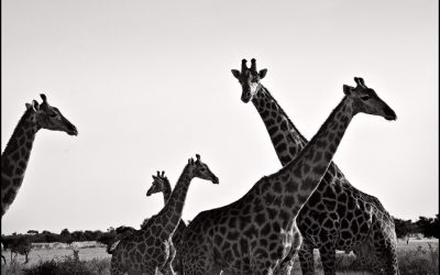 Experience Luxury and Wilderness at Camelthorn Kalahari Lodge in Namibia
