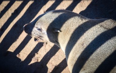 Exploring the breathtaking landscapes and wildlife of Cape Cross, Namibia
