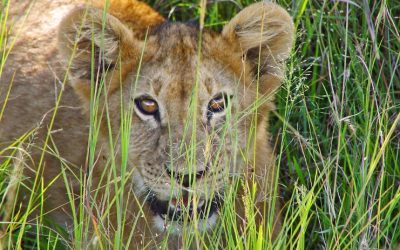 Exploring the Rise of Carnivore Kenya: A New Frontier in Sustainable Meat Consumption