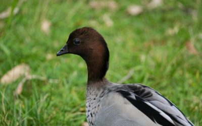 Discover the Vibrant Wonders of Casela Bird Park in Mauritius