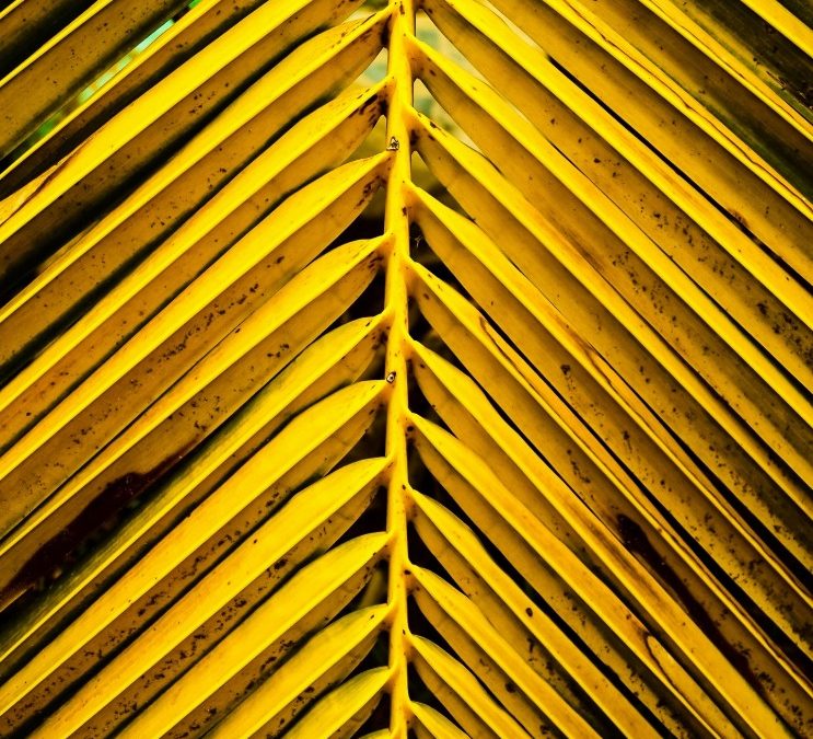 Exquisite Coconut Harvest from Seychelles Showcases Nature’s Luxury