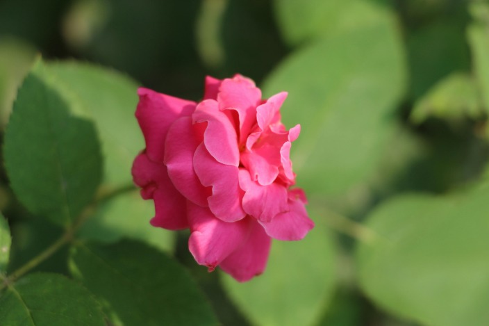 Pakistan Seeks Strong Victory Against Zimbabwe in Upcoming Cricket Clash