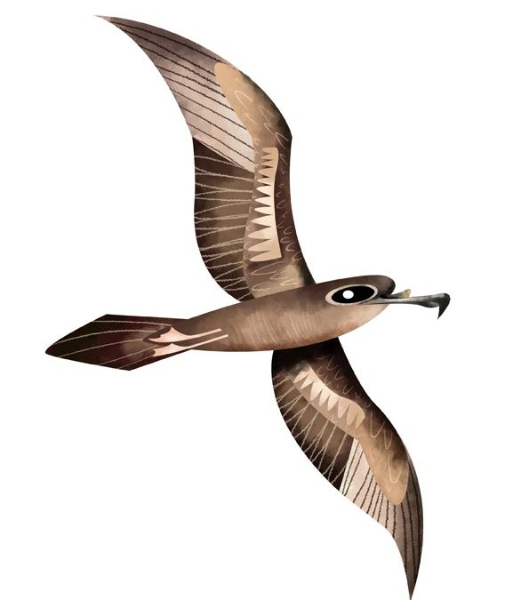 Understanding the Currency of Seychelles: Seychelles Rupee (SCR)