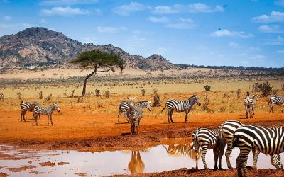 Daily Nation News Kenya: Latest Headlines and Updates from Kenya’s Premier News Source