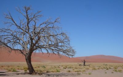 Exploring the surreal beauty of Dead Vlei: Namibia’s otherworldly desert landscape