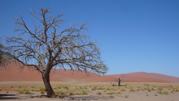 Exploring the surreal beauty of Dead Vlei: Namibia’s otherworldly desert landscape