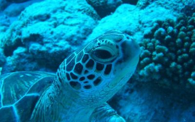 Experience the Ultimate Underwater Adventure with Dive Seychelles