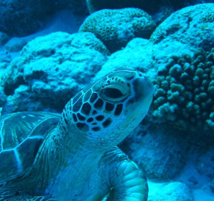 Experience the Ultimate Underwater Adventure with Dive Seychelles