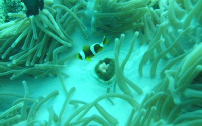 Discover the Best Diving Course in Mauritius for an Unforgettable Underwater Adventure