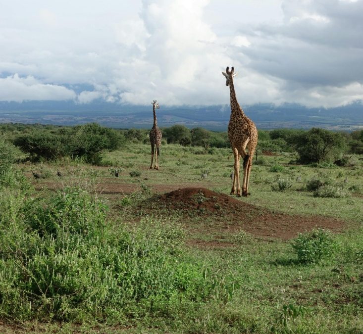 Latest Exchange Rate: Dollar to Kenya Shillings Today