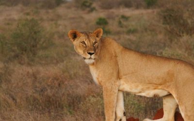 E Visa to Kenya: Simplified Application Process for Travelers