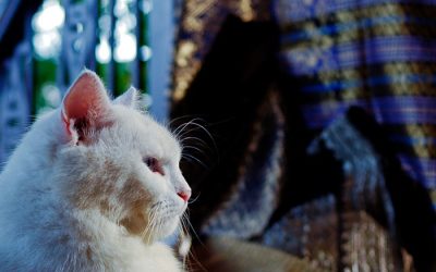 Egypt cotton: the ultimate symbol of luxury and quality in textiles