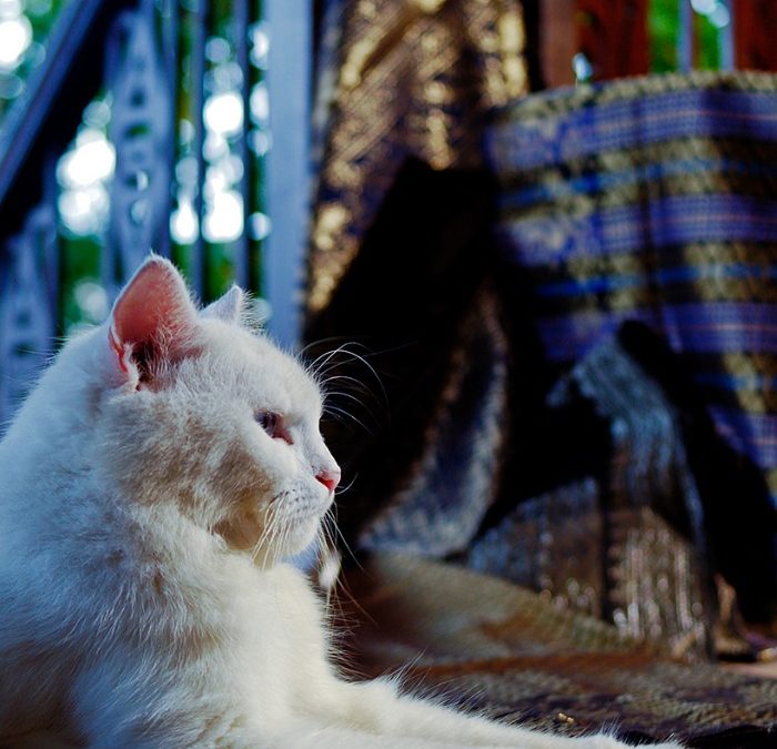 Egypt cotton: the ultimate symbol of luxury and quality in textiles