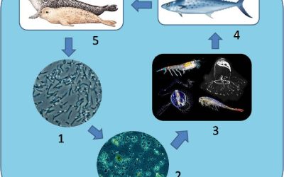 Discover the Rich Flavors and Unique Dishes of Egyptian Cuisine