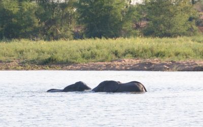 Discover the Amazing Wildlife Experience at Zimbabwe’s Elephant Camp