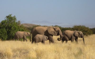 Discover the Majestic Elephants of Namibia’s Unique Desert Landscapes