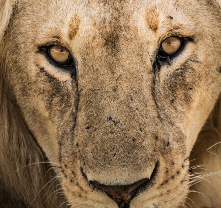 Zimbabwe Embassy: Gateway to Diplomatic Engagement and International Relations