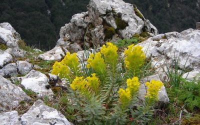 Historical Escalation: The Ethiopia-Italy War and Its Lasting Impact