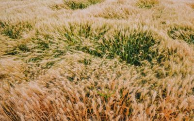 Ethiopia’s Grain Production Boosts Food Security and Agricultural Growth