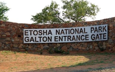 Top accommodations to experience in Etosha Namibia for an unforgettable safari adventure
