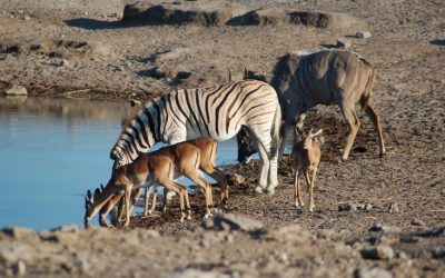 Discover the Wonders of Etosha Park in Namibia: A Premier Safari Destination